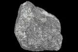 Wide Fossil Seed Fern Plate - Pennsylvania #73171-1